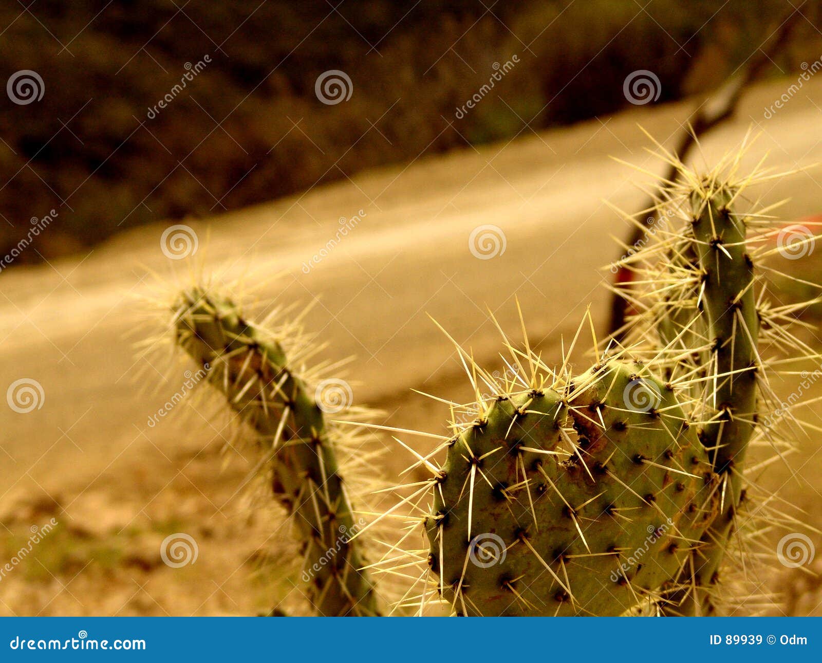 Cactus on Road Rally stock image. Image of mexico, corona 89939