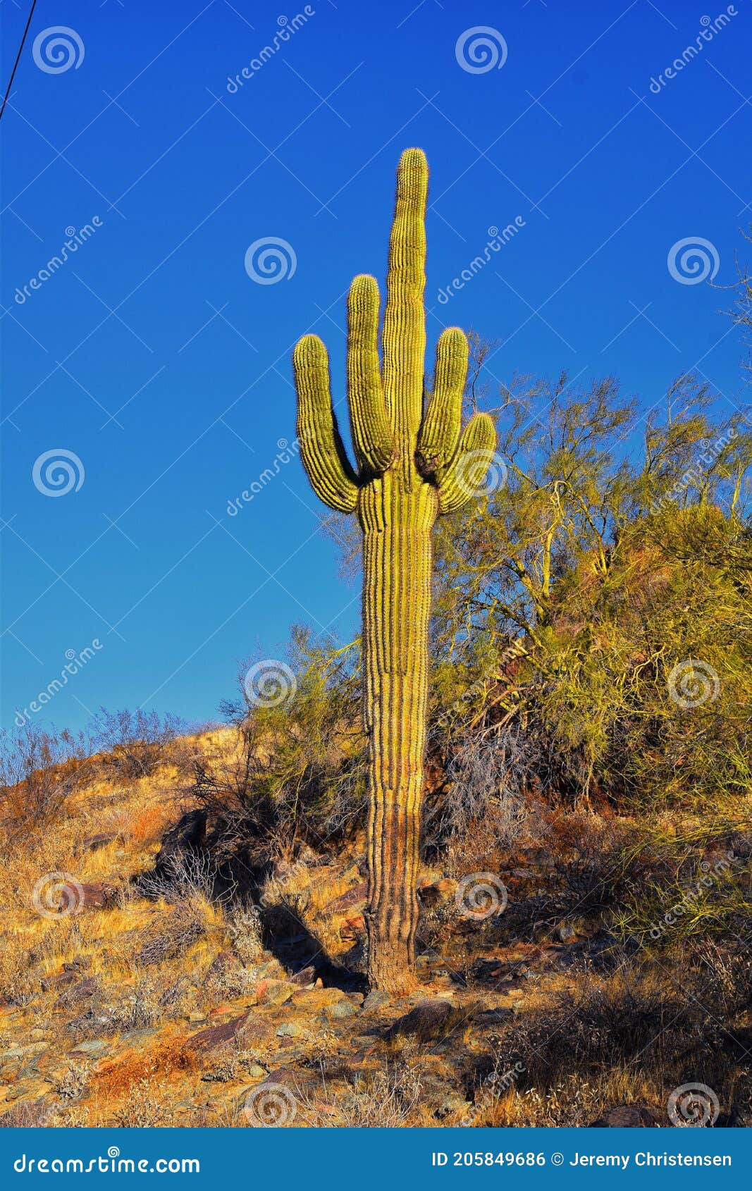 https://thumbs.dreamstime.com/z/cactus-saguaro-carnegiea-gigantea-closeup-en-invierno-el-parque-de-monta%C3%B1a-sur-y-preservar-sendero-ca%C3%B1%C3%B3n-pima-phoenix-arizona-205849686.jpg