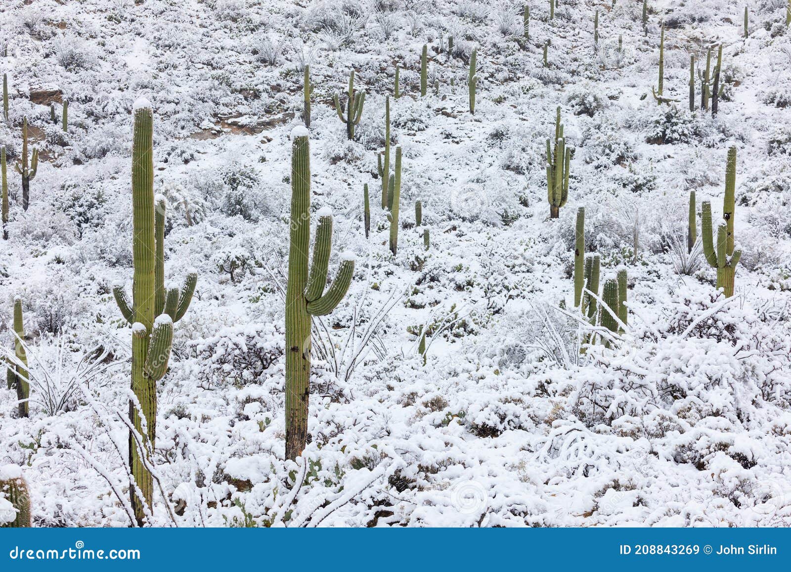 Cactus Saguaro Con Nieve En El Desierto En El Parque Nacional Saguaro  Arizona Imagen de archivo - Imagen de nevoso, hierba: 208843269