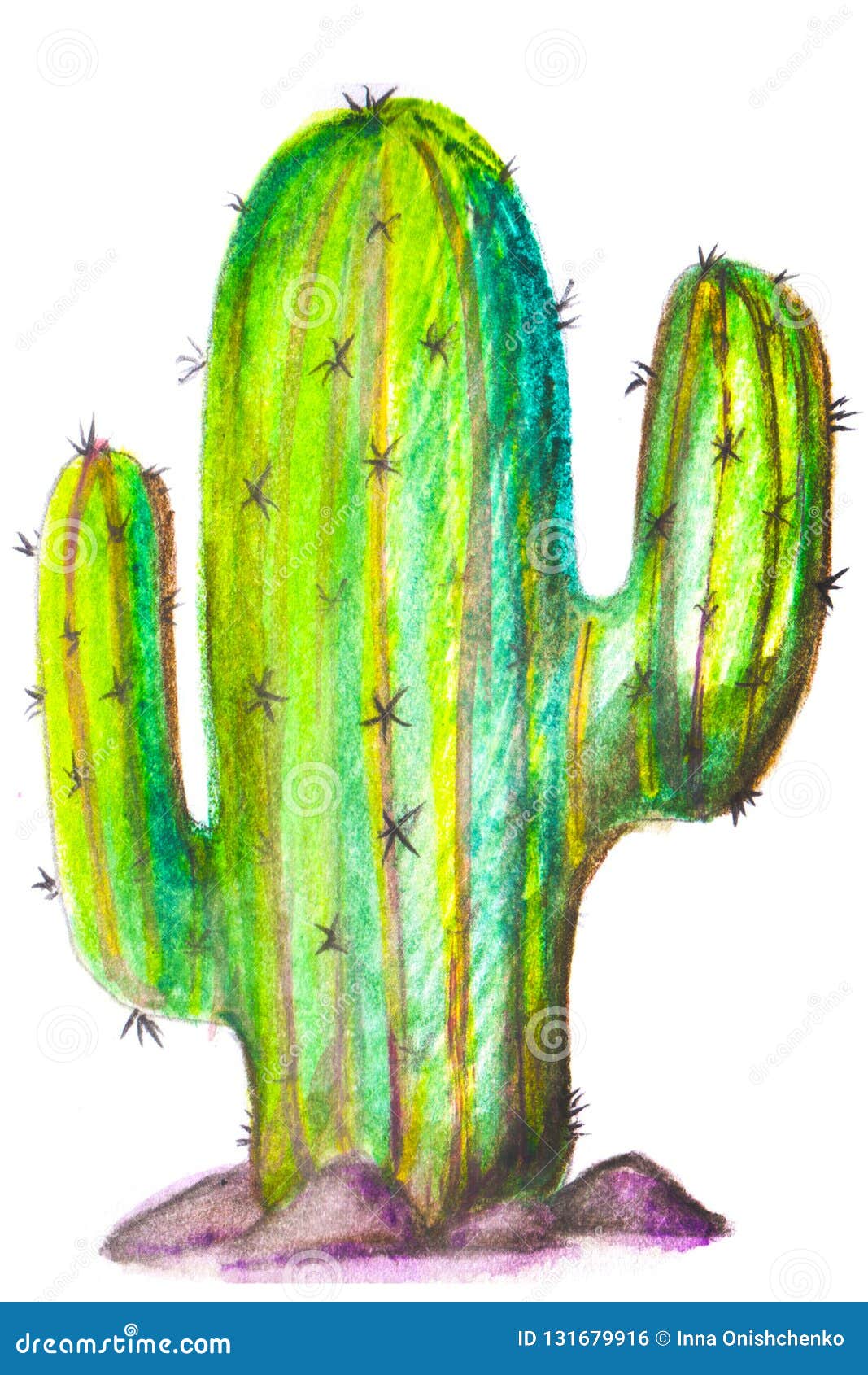 cactus saguaro on a white background.