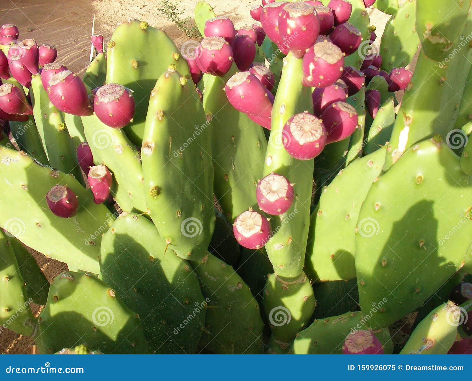 328 Desert Cactus Sahara Photos Free Royalty Free Stock Photos From Dreamstime,How Much Is A Roll Of Dimes Canada