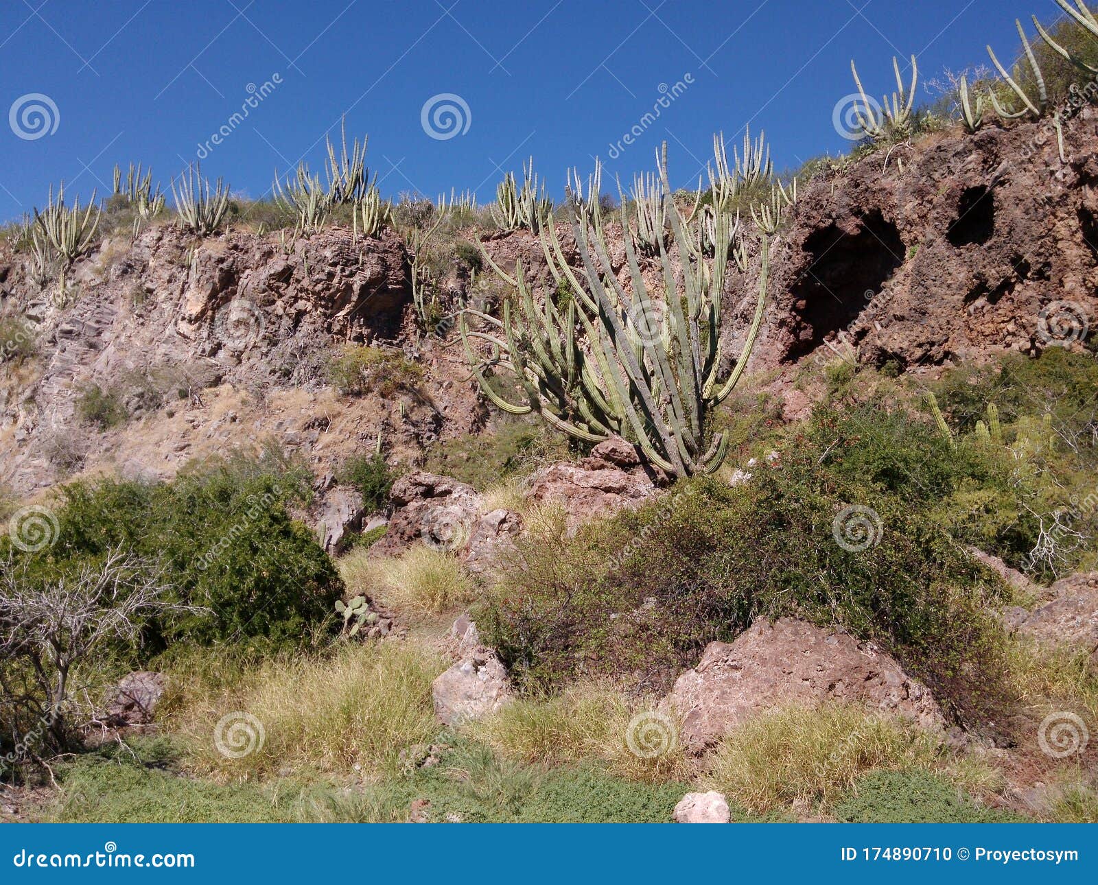 cactus and sky near the sea. the coast of sinaloa.