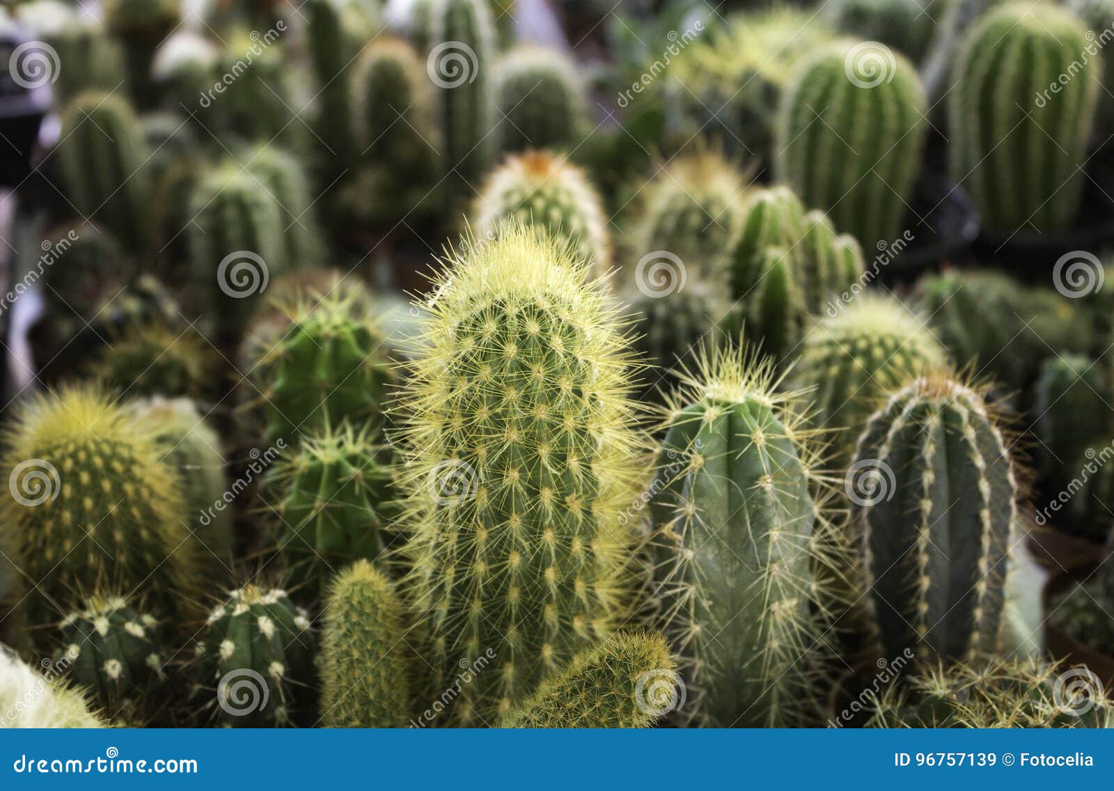 cactus small plants