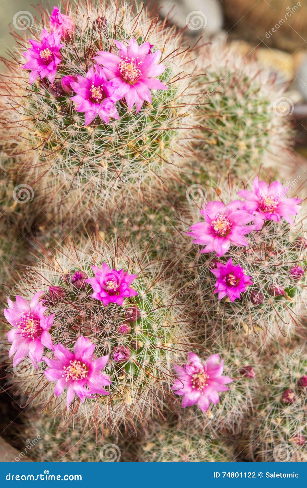 Cactus with Small Purple Flowers Stock Photo Image of collection