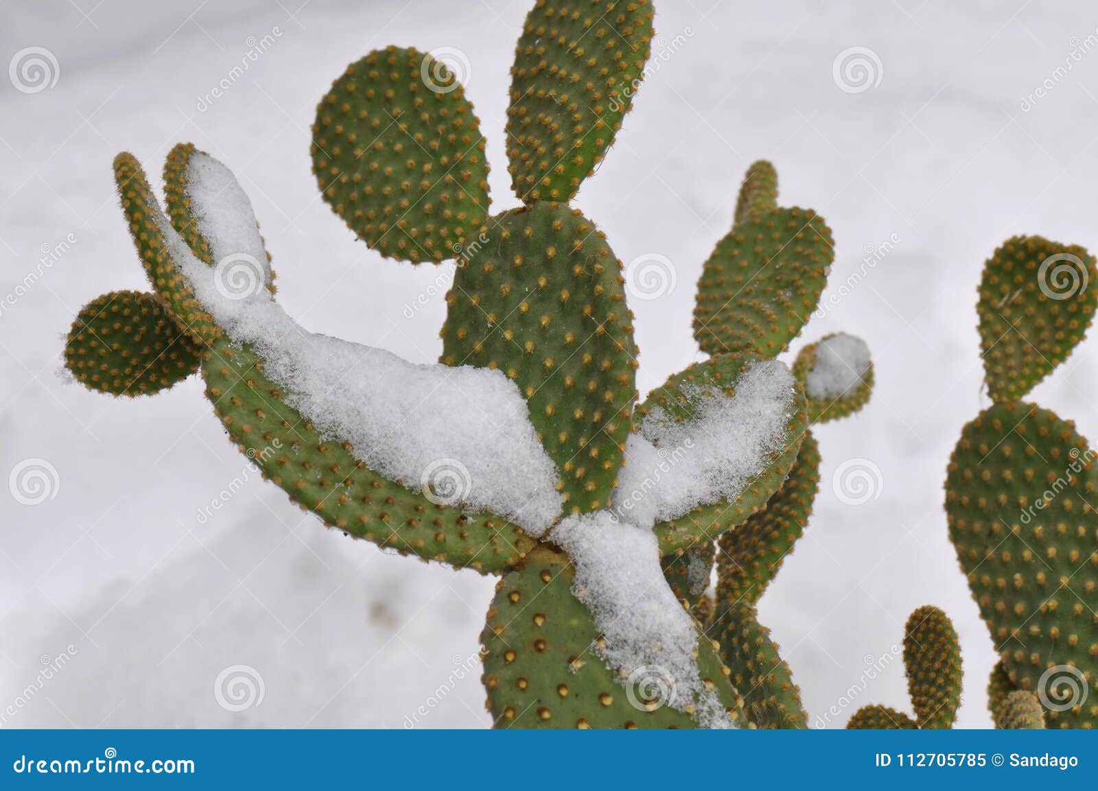 Cactus in snow stock image. Image of cactus, flower 112705785