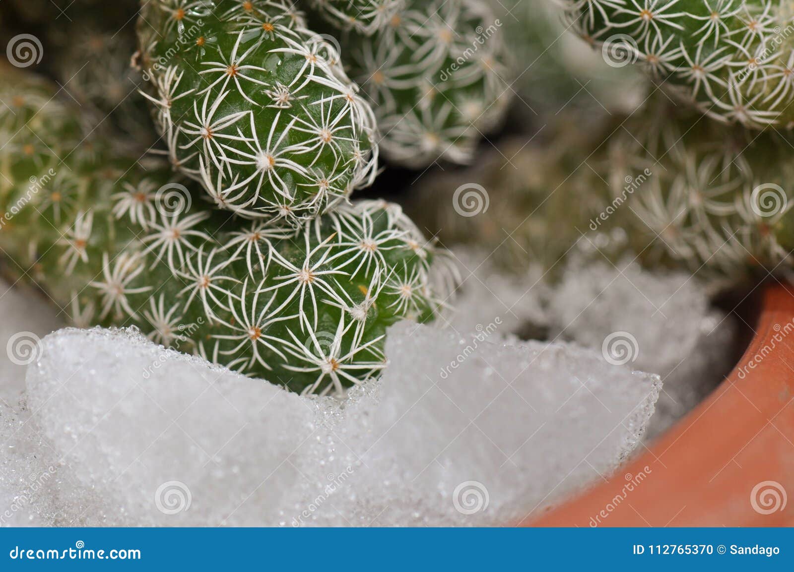 Cactus in snow stock photo. Image of plants, cactus 112765370