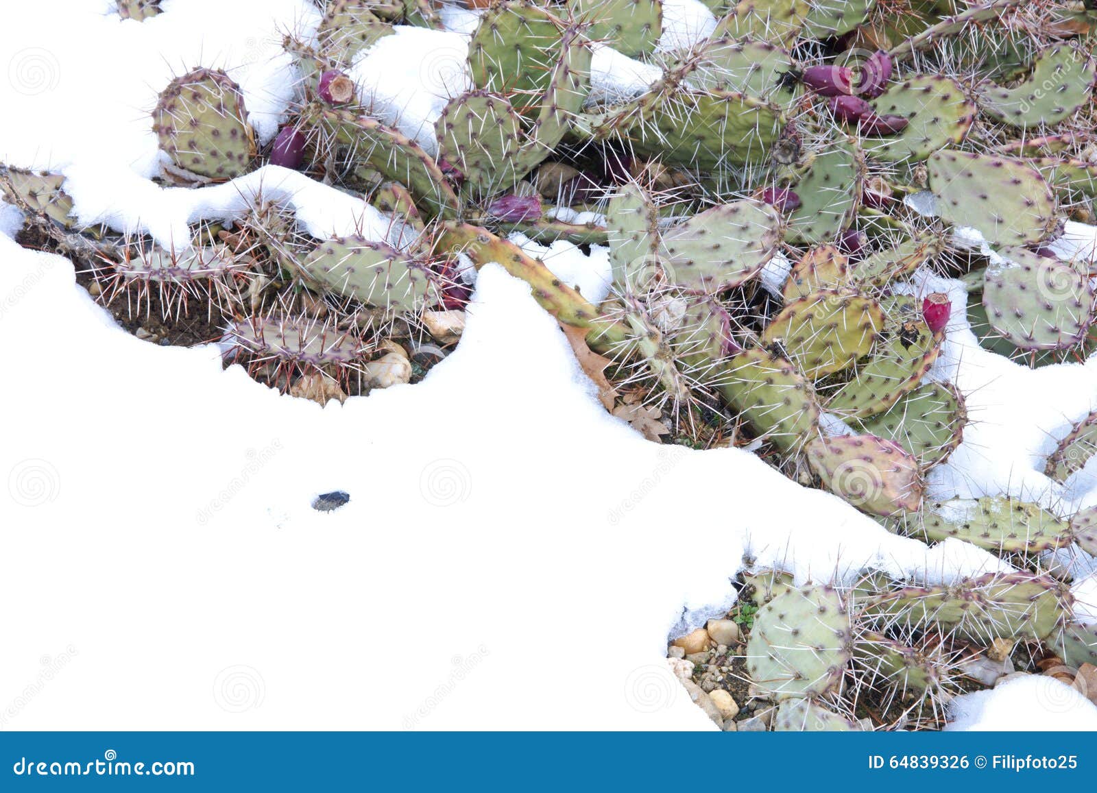 Cactus in snow stock photo. Image of succulents, cactus 64839326