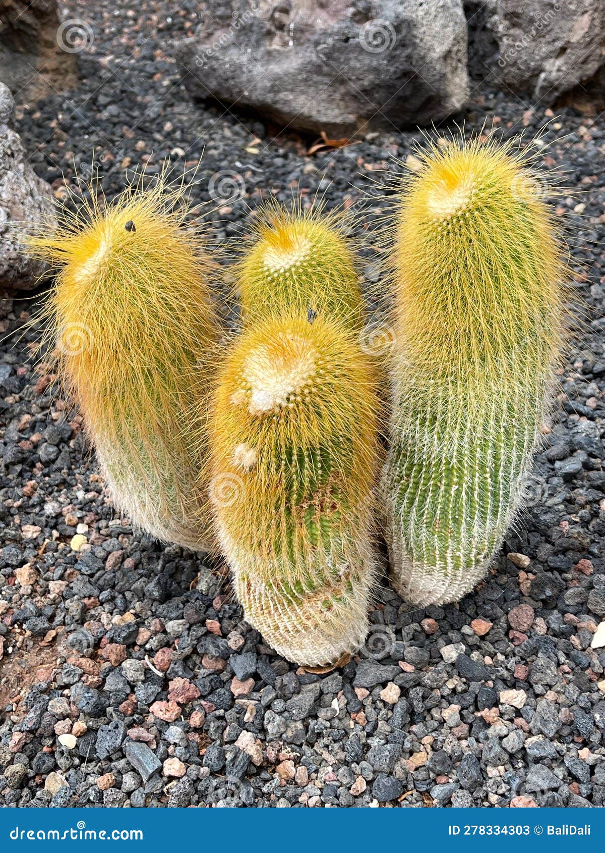 Cactus with Soft Yellow Spines. Golden Torch Cactus Growth in the