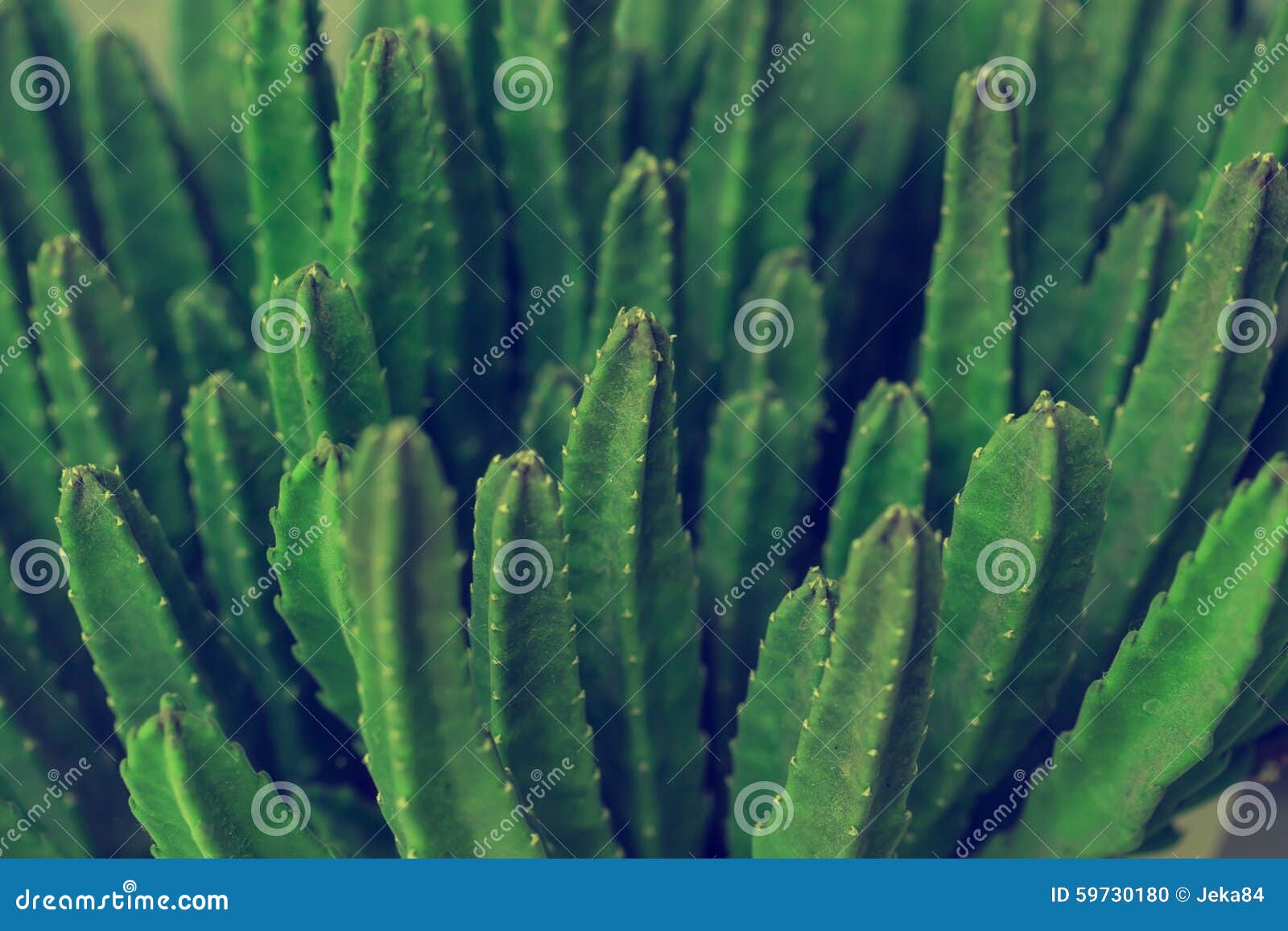 cactus specie closeup photo.