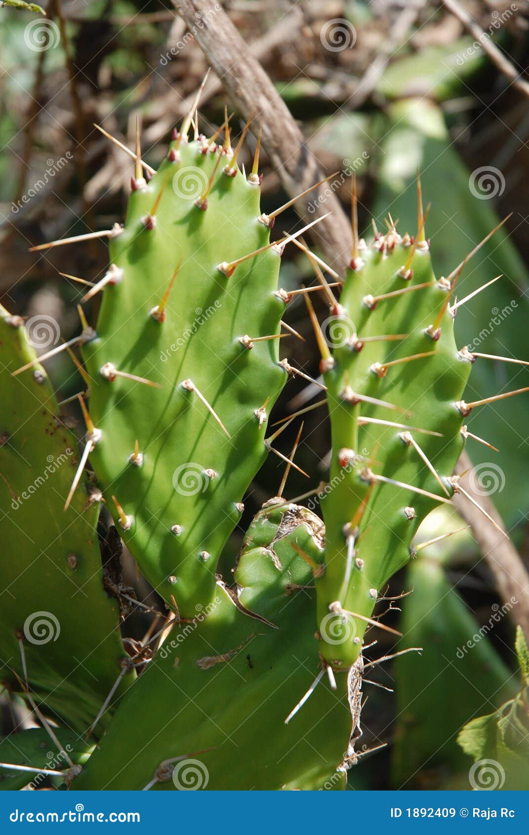 cactus spines