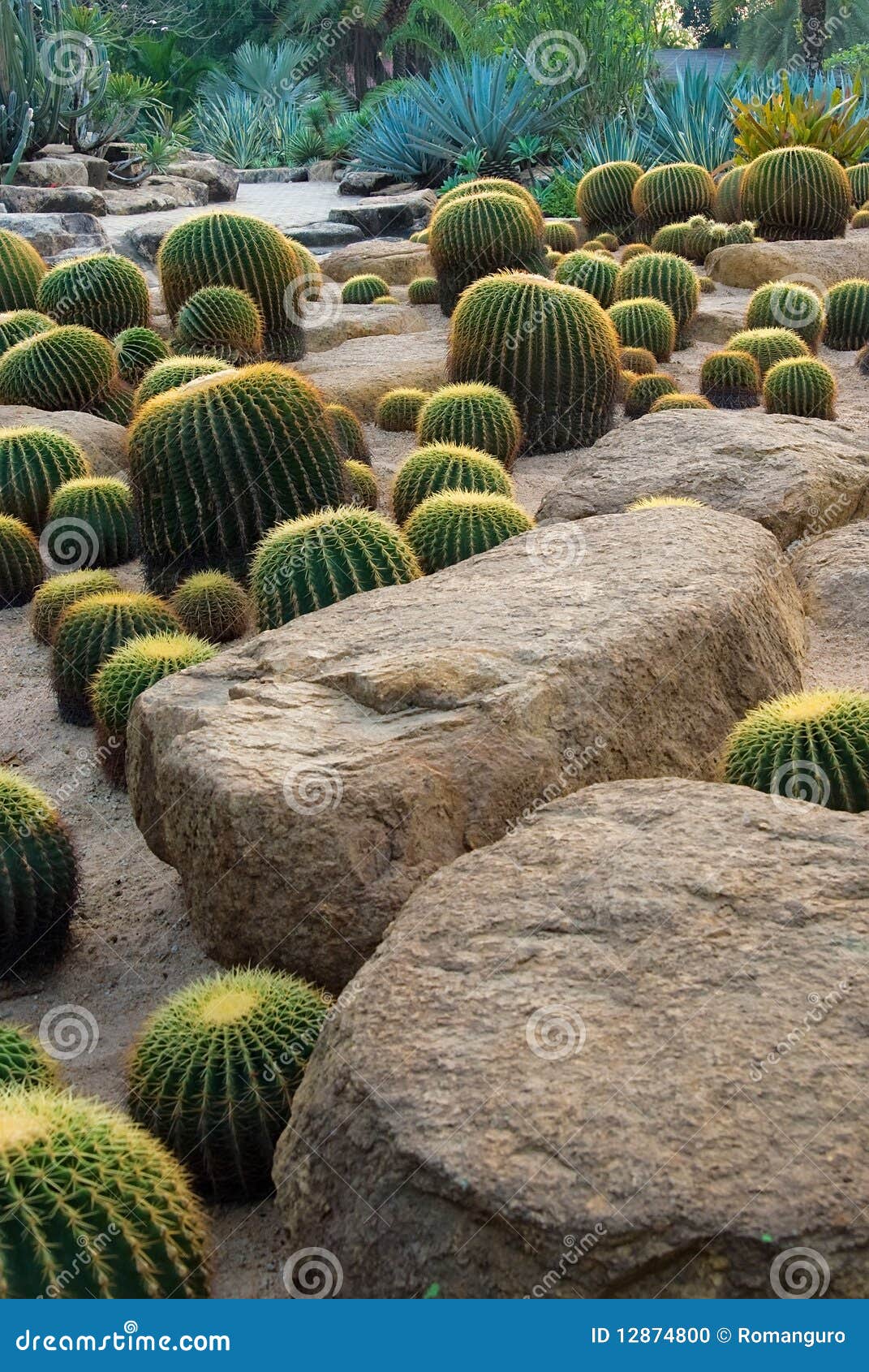 Cactus and stone Garden stock photo. Image of arizona 12874800