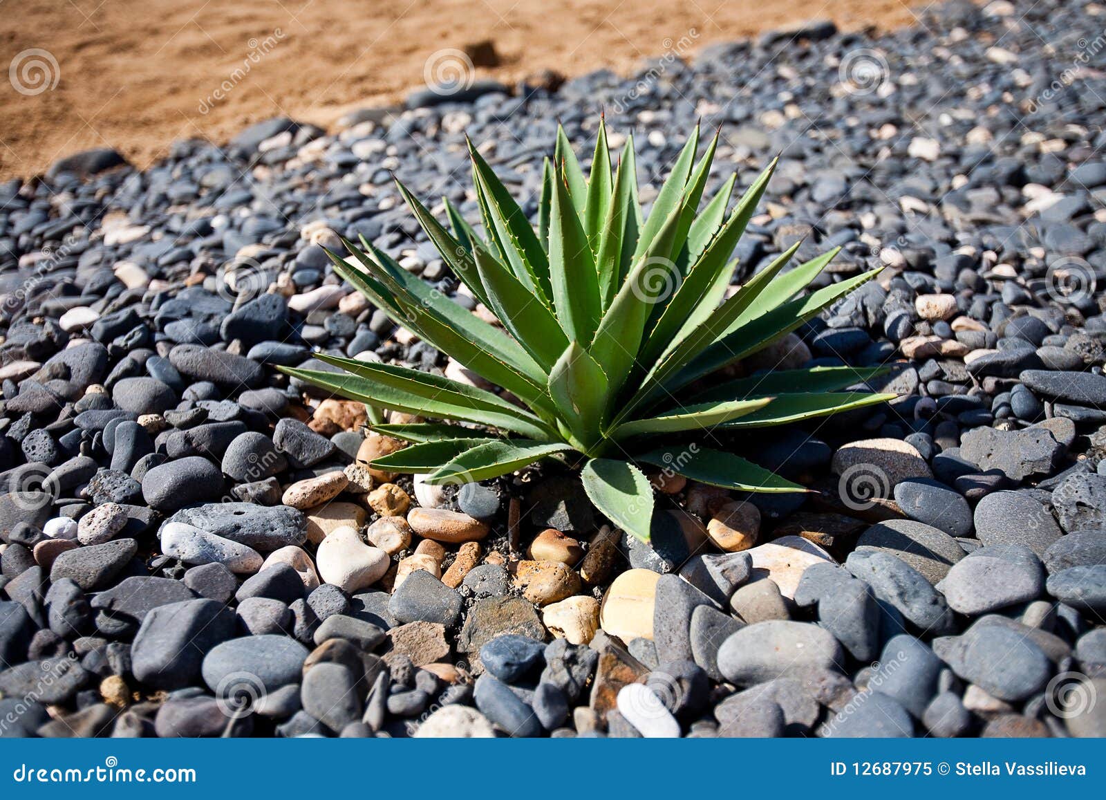 Cactus in stones stock image. Image of leaf, stone, desert 12687975