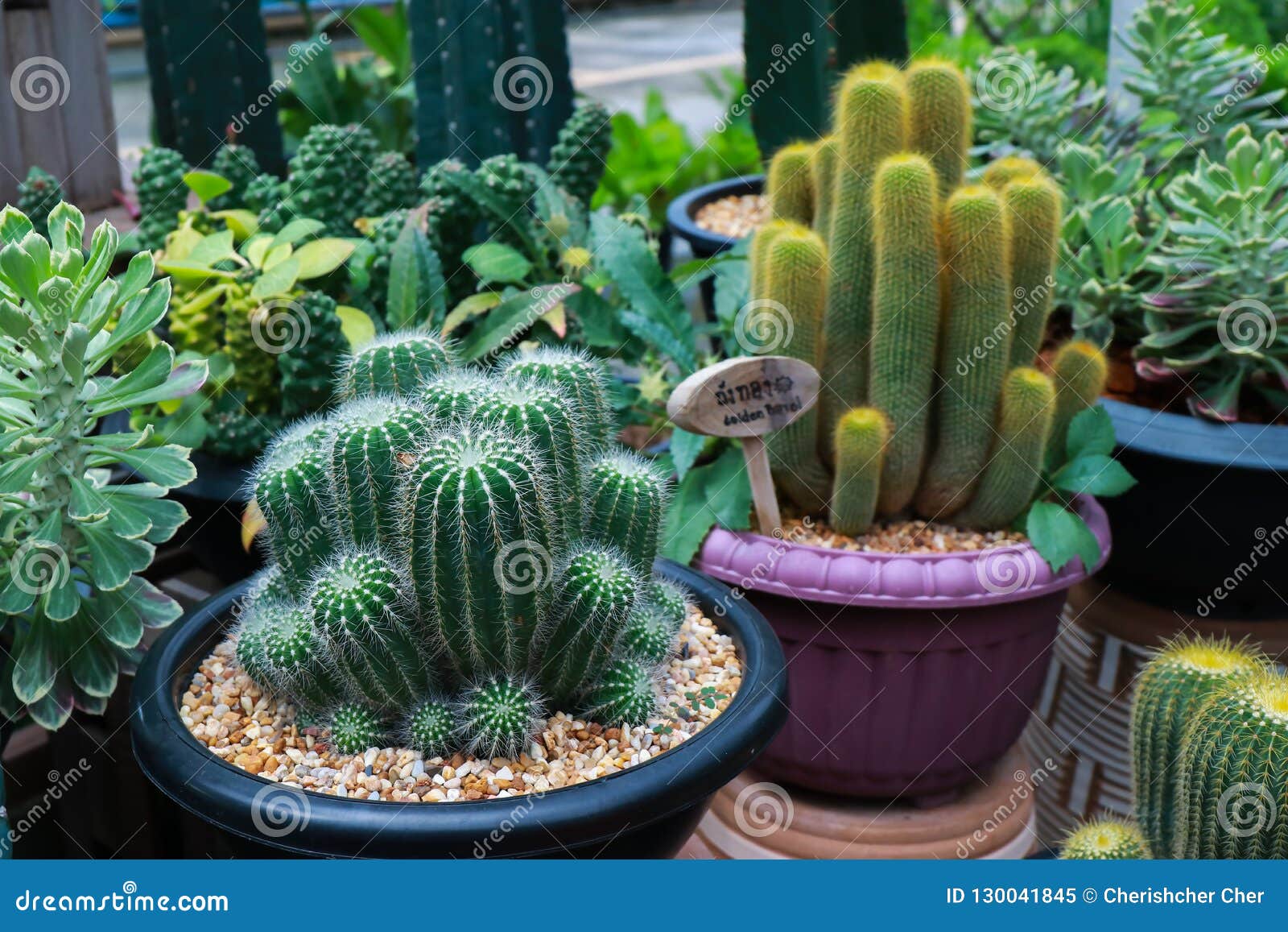 Cactus and stones in pots stock image. Image of brown 130041845