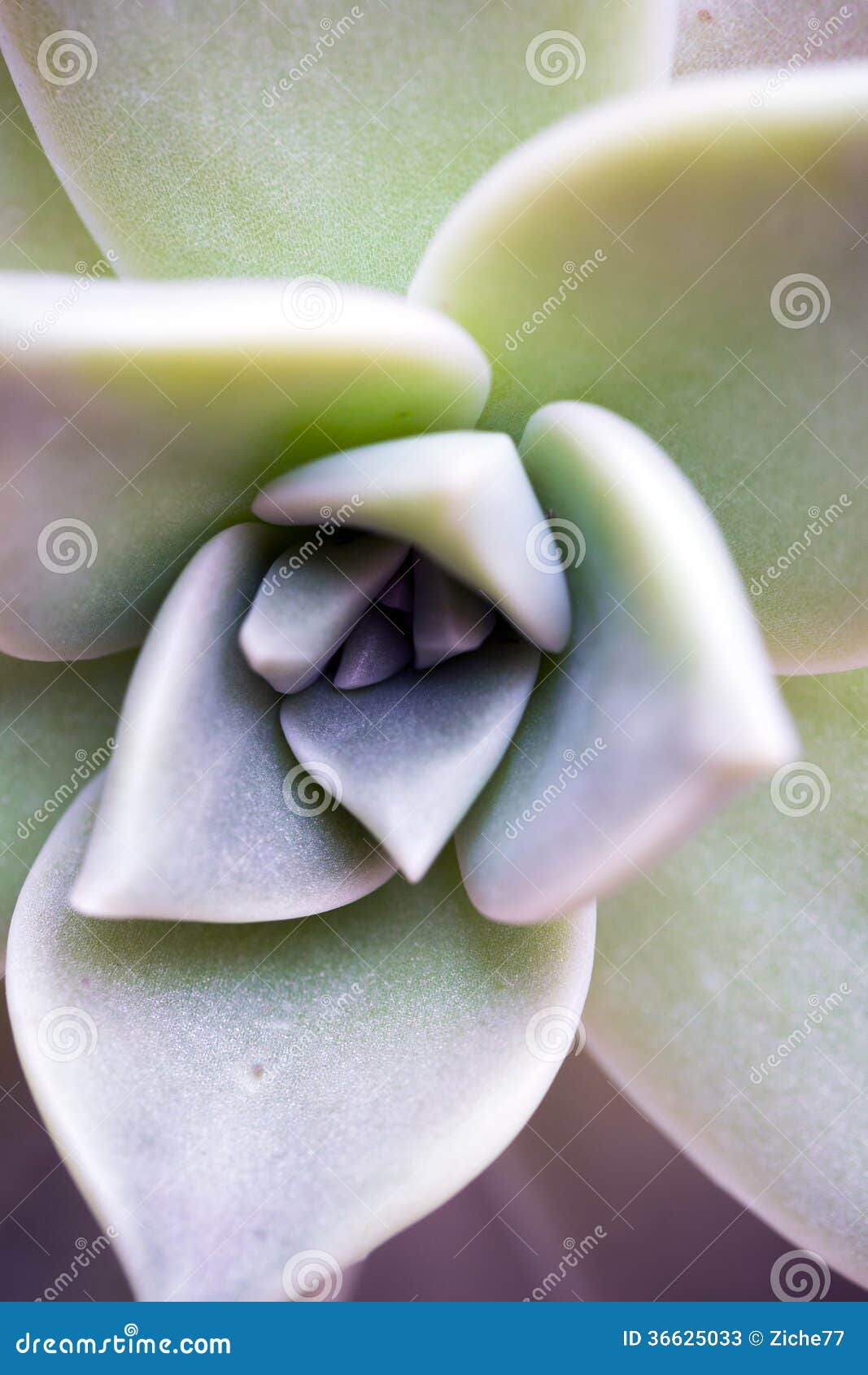 Cactus Succulent Plant Top View Isolated On White Background, Path
