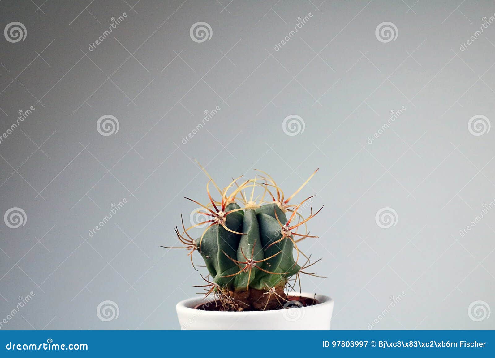 cactus/succulent in front of neutral background