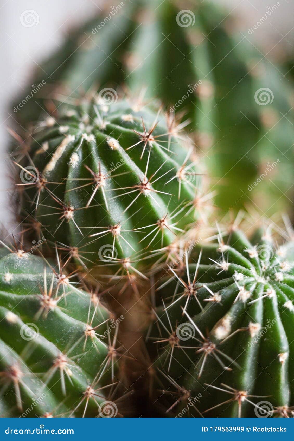 cactus. succulent plant