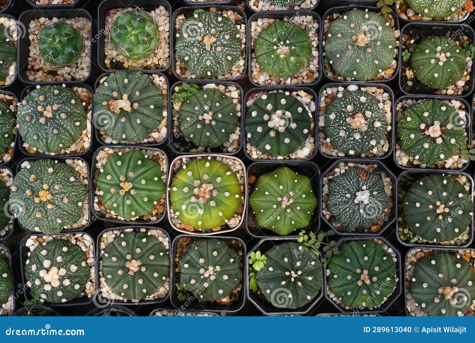 Cactus or Succulent Plants for Nature Background. Stock Photo Image