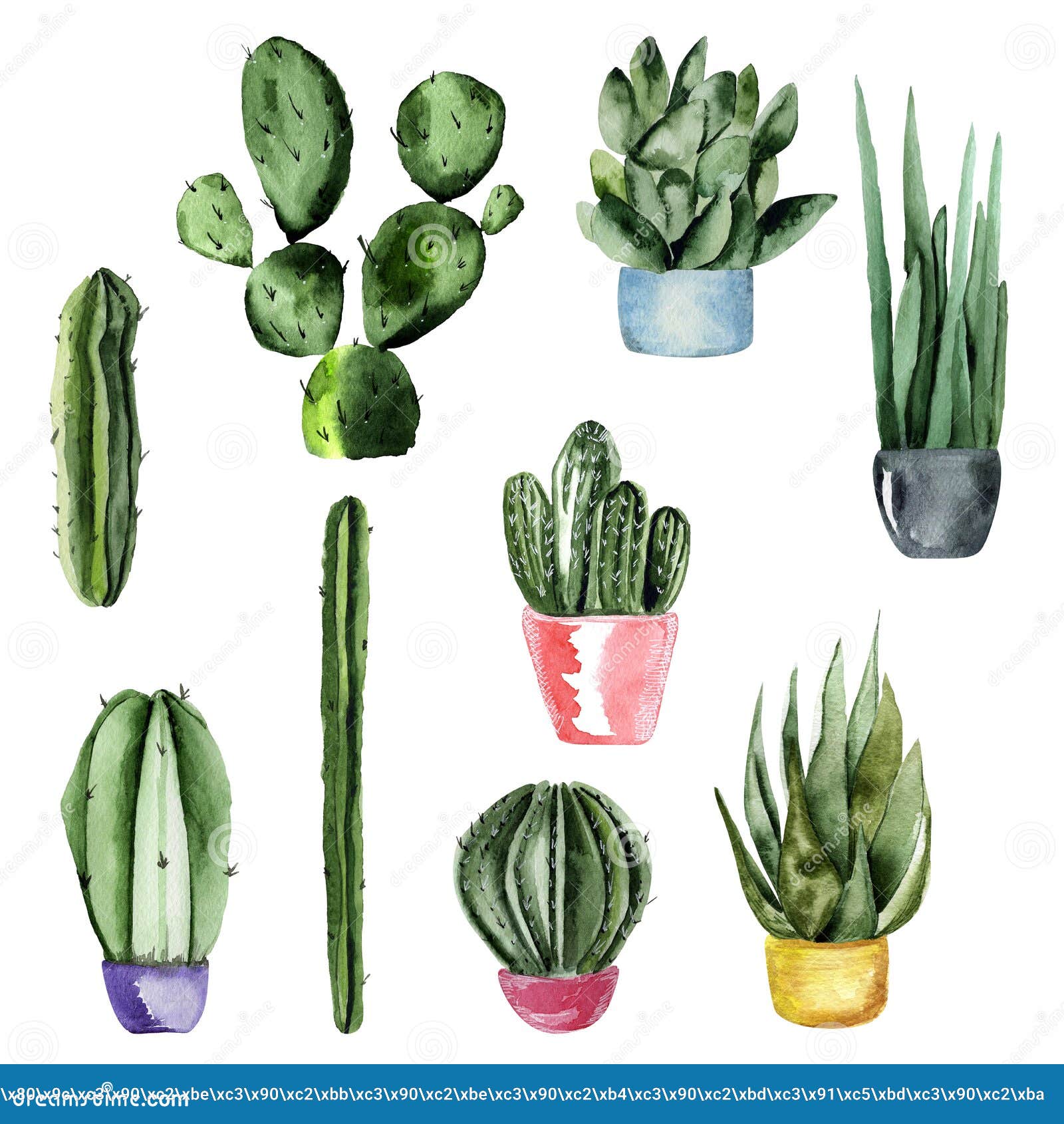 Cactus and Succulents Watercolor Set Stock Illustration Illustration