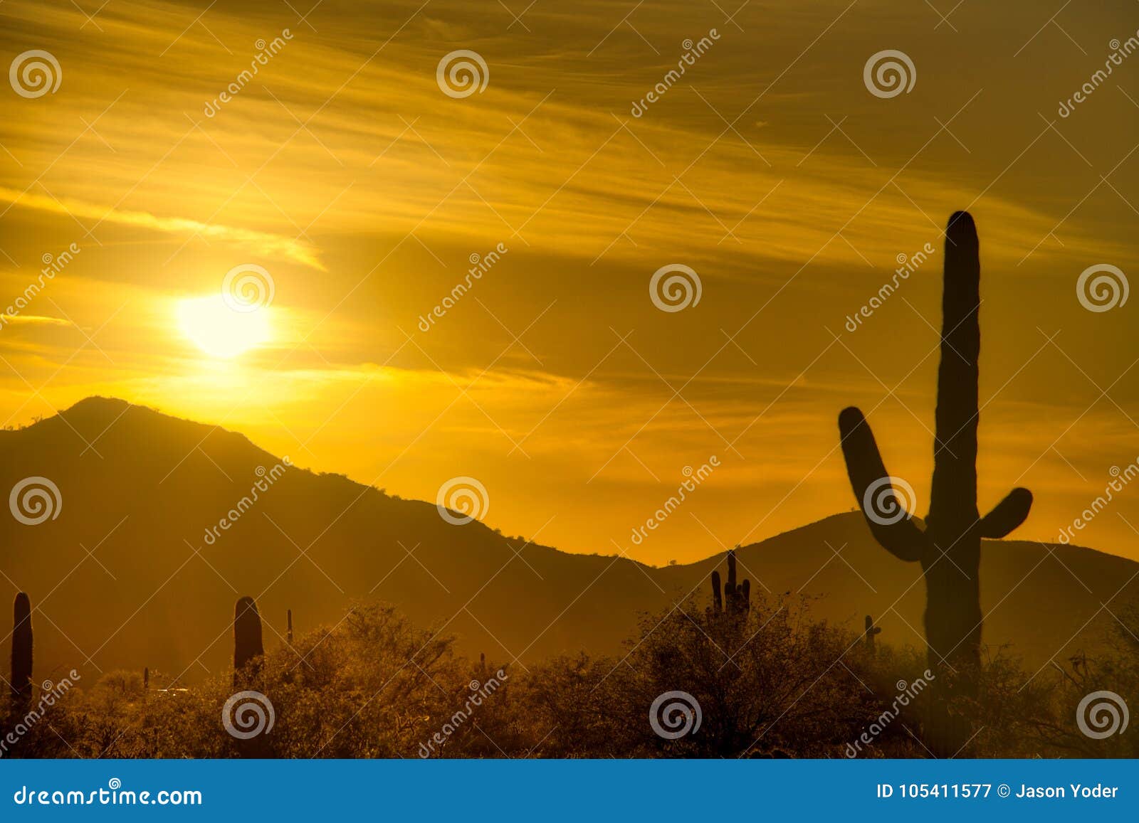 Cactus Sunset stock image. Image of outdoor, beautiful - 105411577