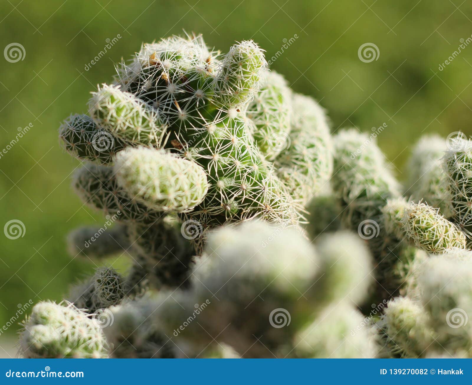 Cactus with Tiny Thorns. Dangerous, but Cute Stock Photo - Image of ...