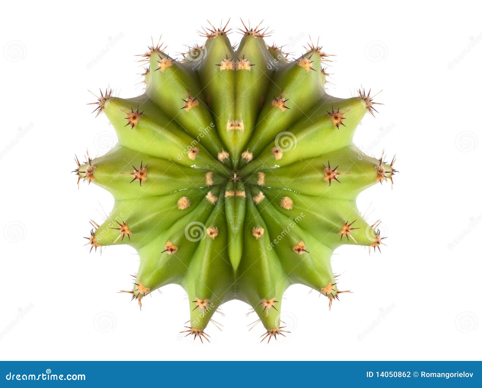 vase gidsel Være 27,773 Cactus Top View Stock Photos - Free & Royalty-Free Stock Photos from  Dreamstime