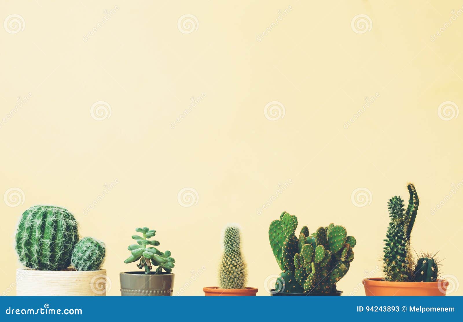 Cactus Tops on a Muted Yellow Background Stock Image Image of