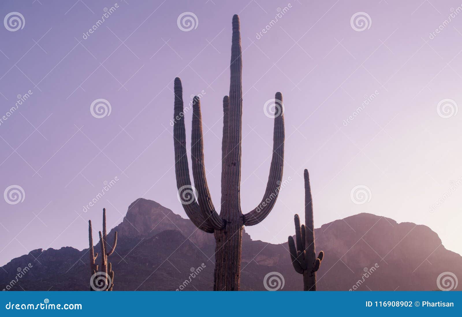 cactus tree in south west,usa, located near phoenix, arizona.
