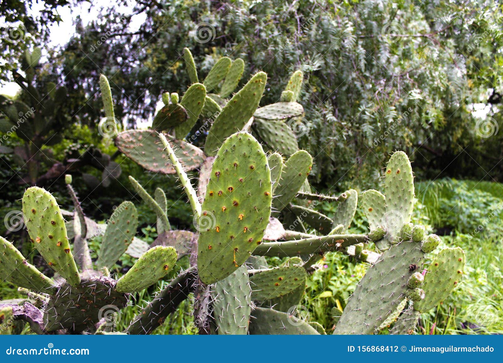 Green Cactus and Tunas Growing in Summer Stock Photo Image of green