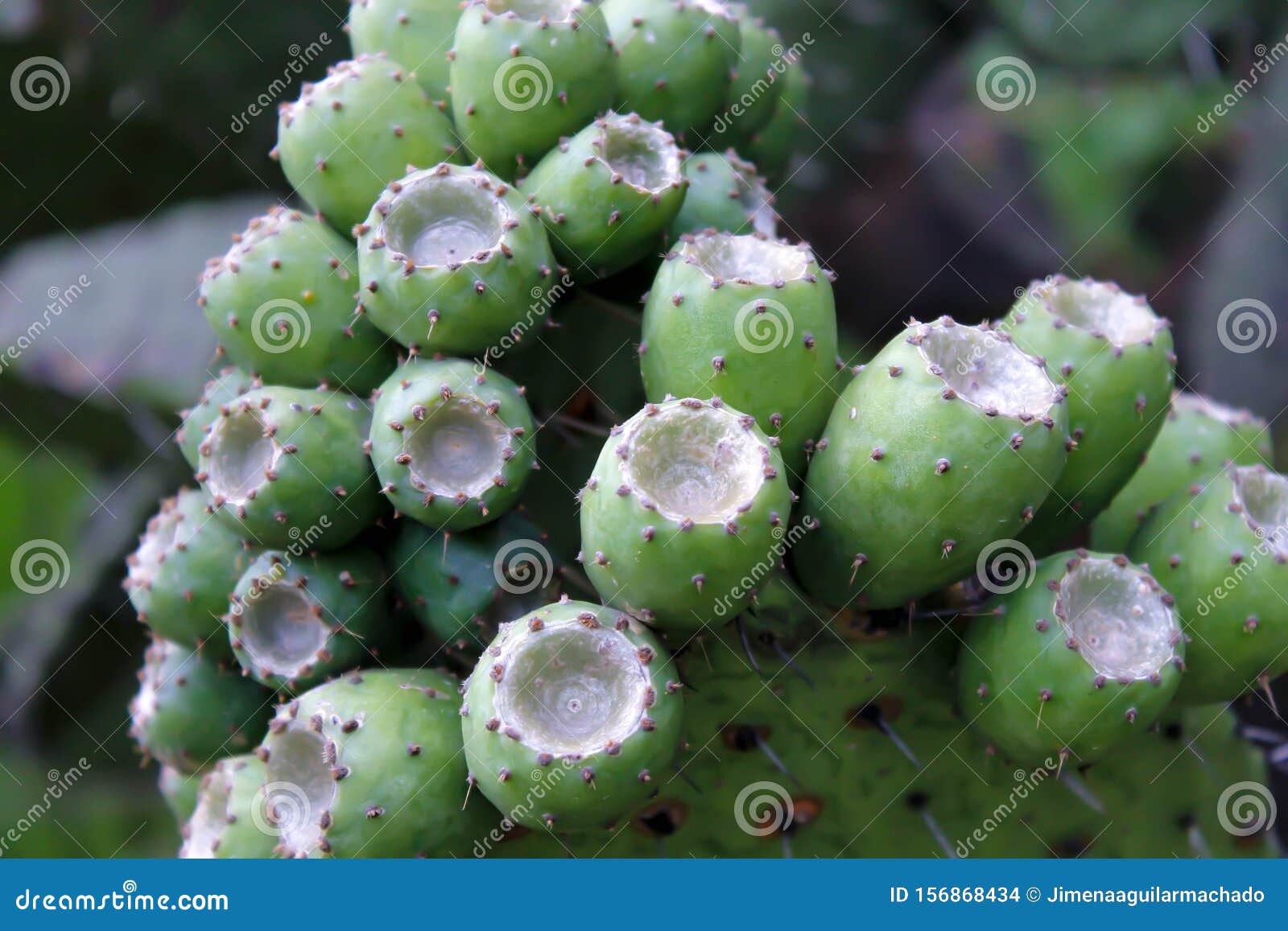 Green Cactus and Tunas Growing in Summer Stock Photo Image of food
