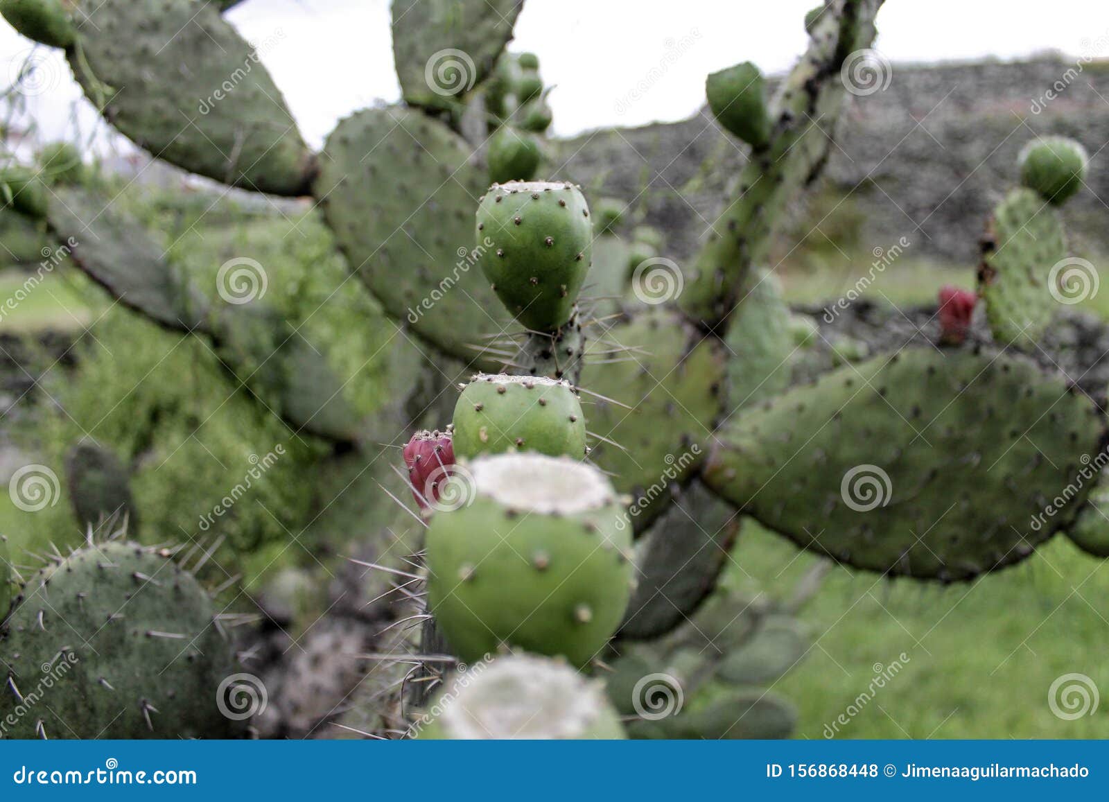 Green Cactus and Tunas Growing in Summer Stock Photo Image of cyprus