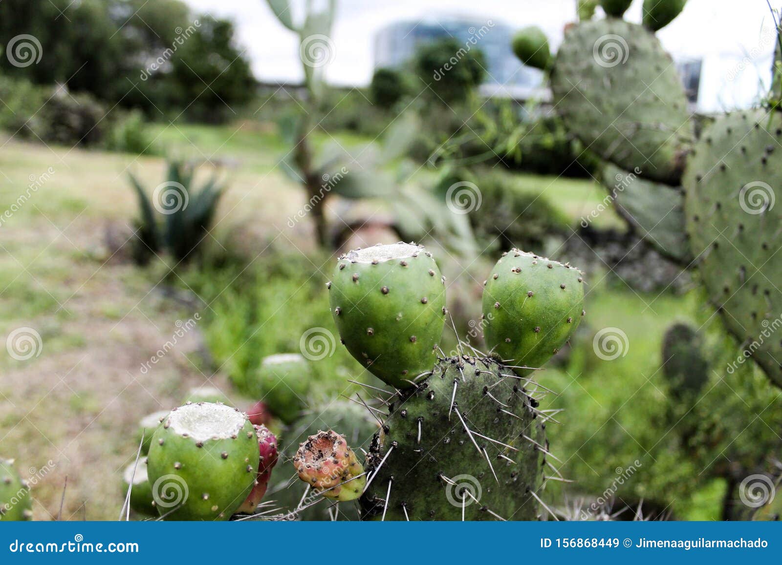 Green Cactus and Tunas Growing in Summer Stock Image Image of thorn