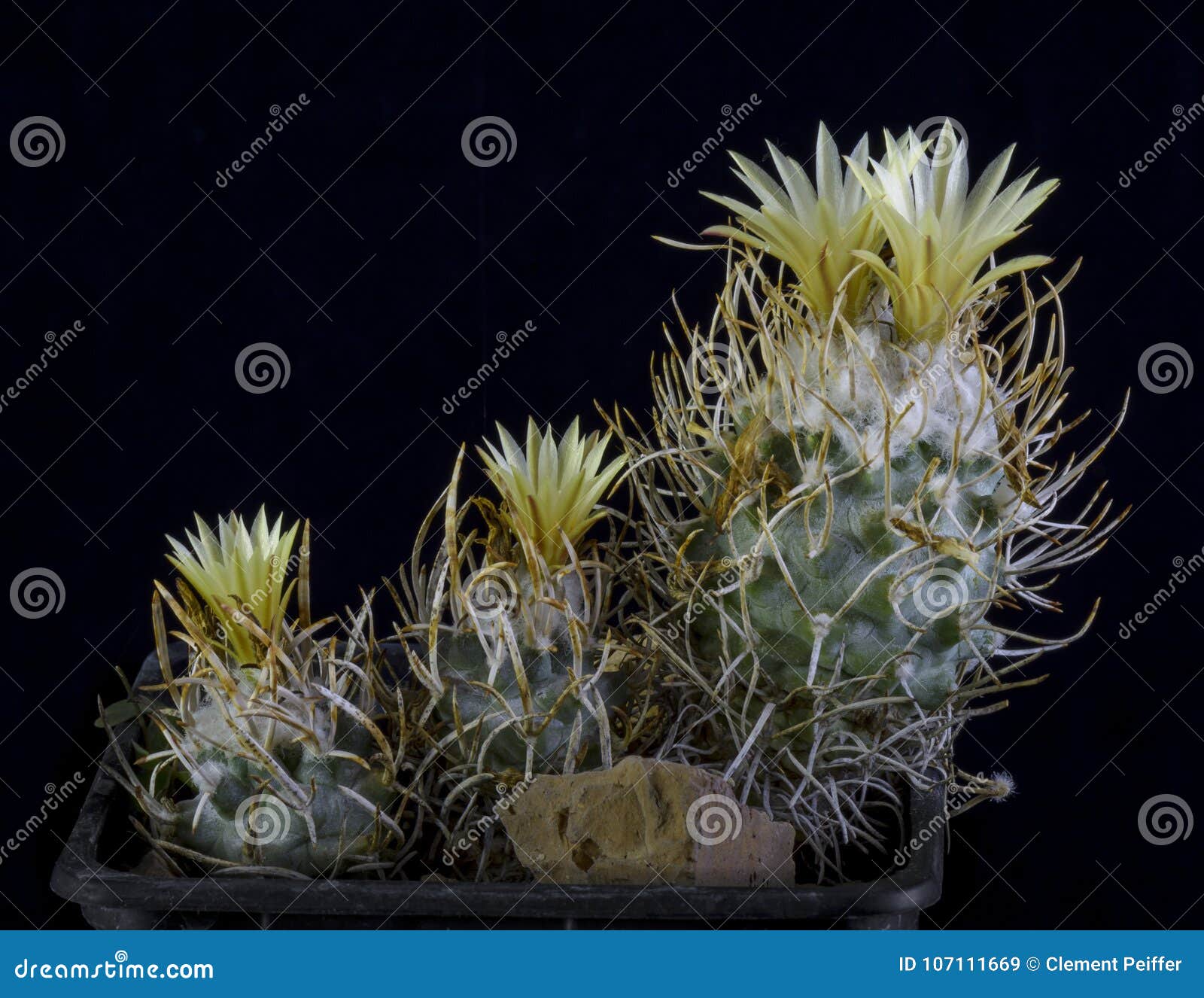 cactus turbinicarpus flavispinus