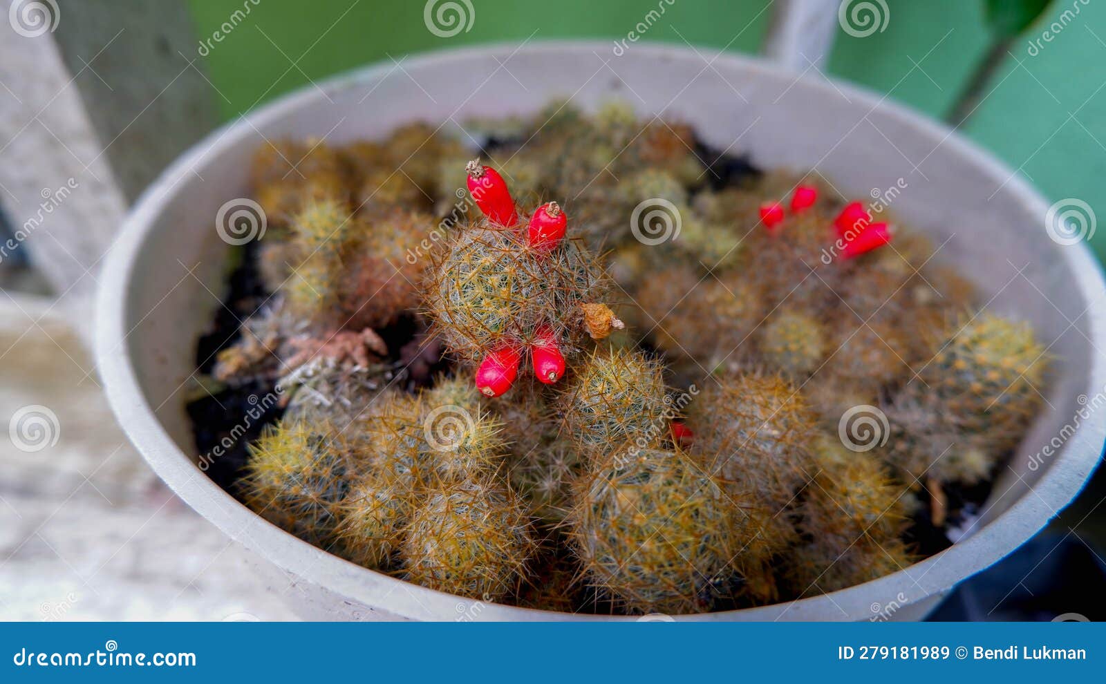 cactus type notocactus scopa 'albispina prolifera, as a mini ornamental plant