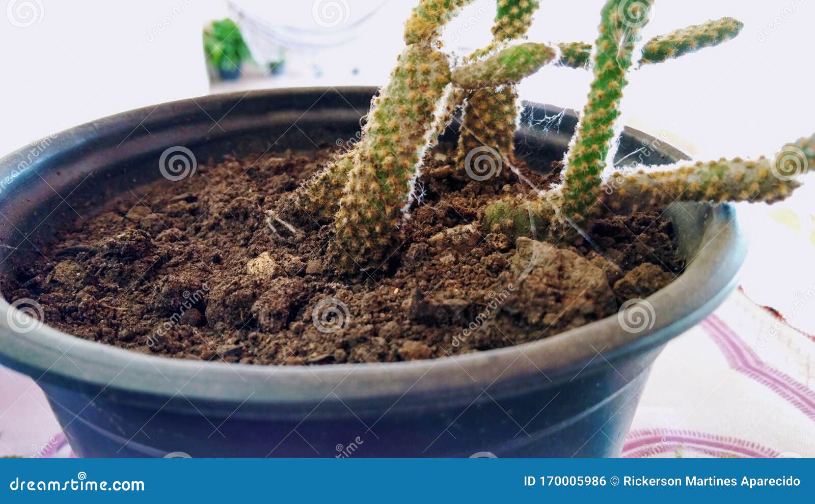 Cactus in a vase stock photo. Image of green, plant 170005986