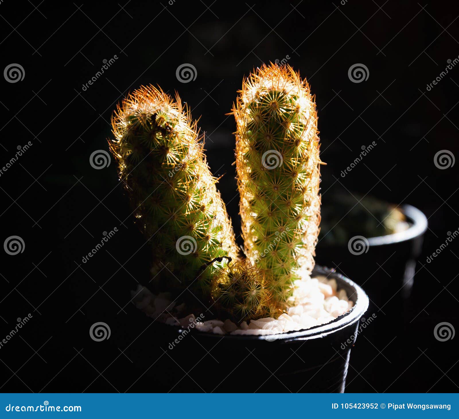 Cactus in vasi, luce del raggio, fondo nero