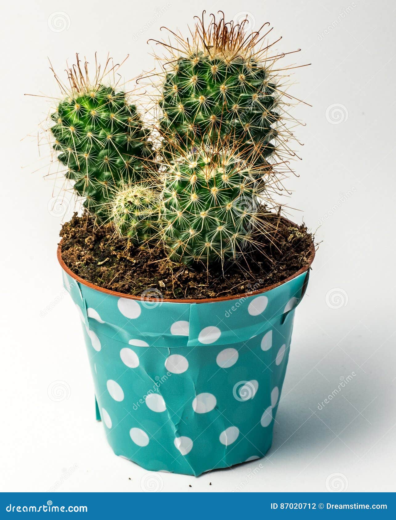 Cactus verde foto de archivo. Imagen de casero, postales - 87020712