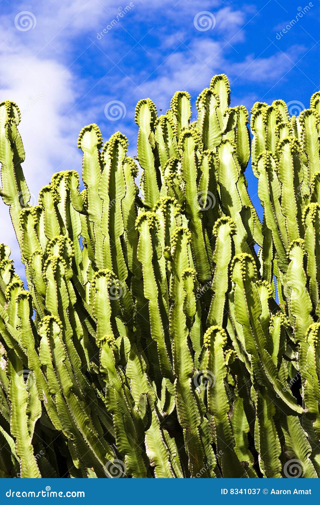 Cactus verde imagen de archivo. Imagen de cacti, macro - 8341037