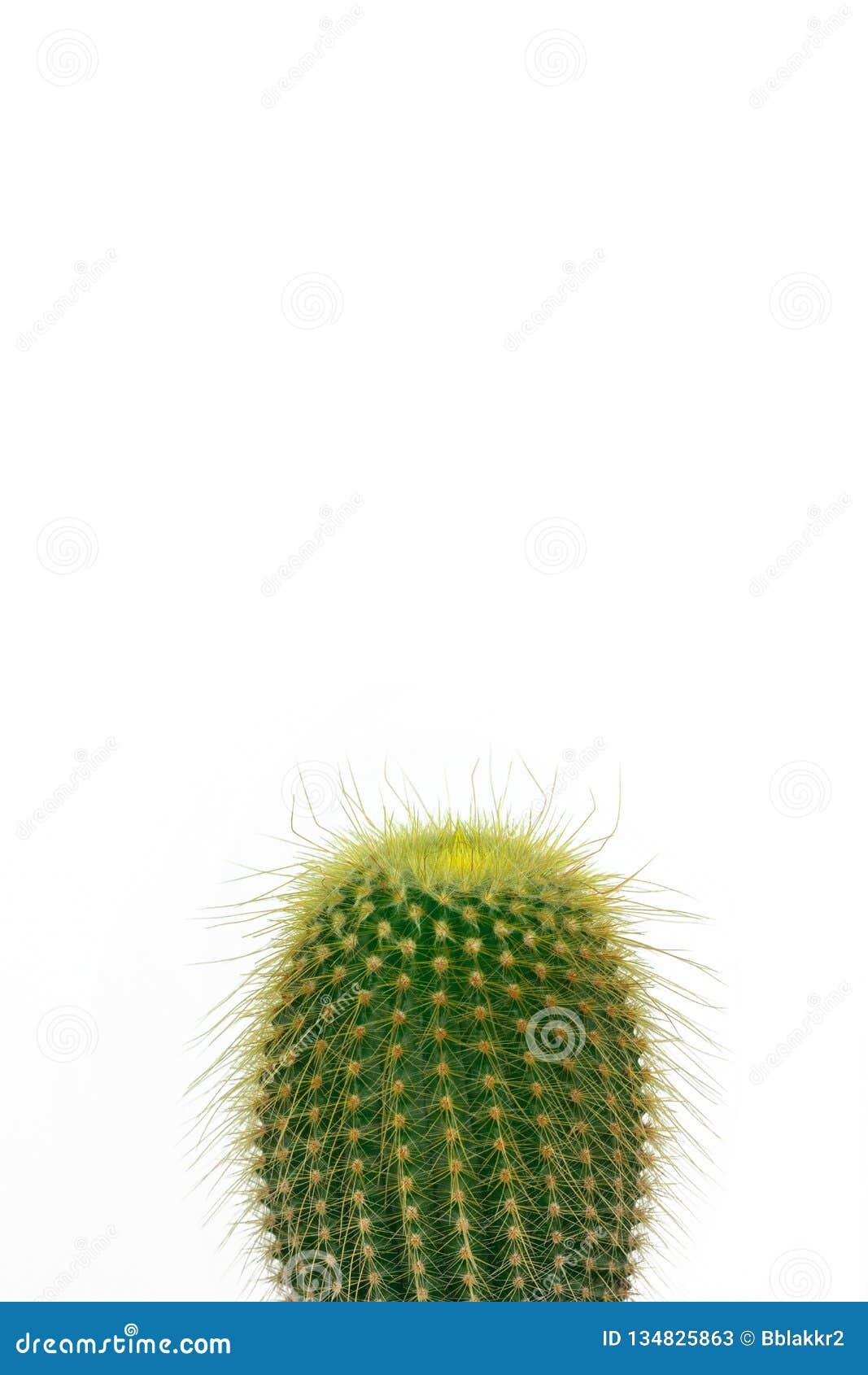 Cactus Verde En Fondo Blanco Claro Imagen de archivo - Imagen de ...