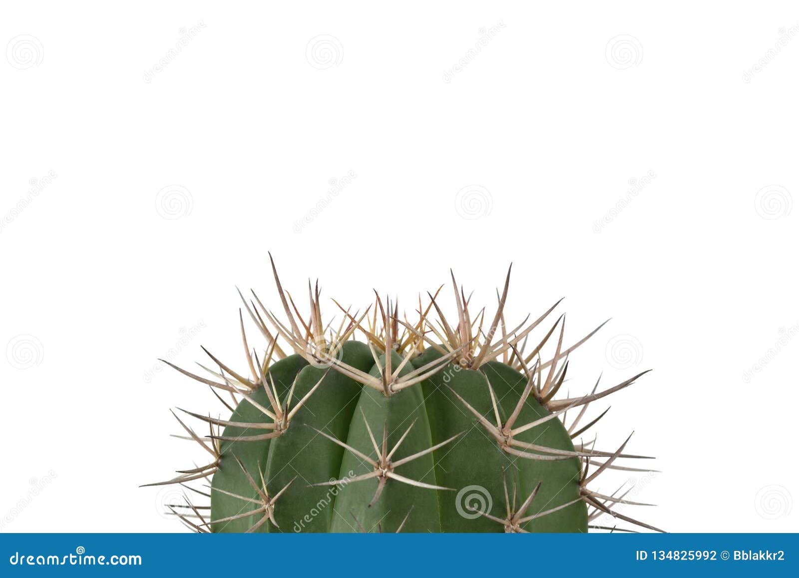Cactus Verde En Fondo Blanco Claro Foto de archivo - Imagen de inconformista, hoja: 134825992