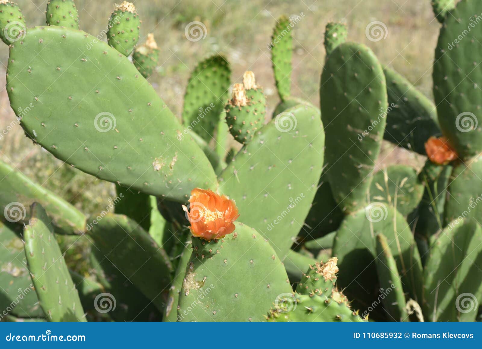 Cactus Verde Grande Con Las Flores Rojas Foto de archivo - Imagen de  parque, exterior: 110685932