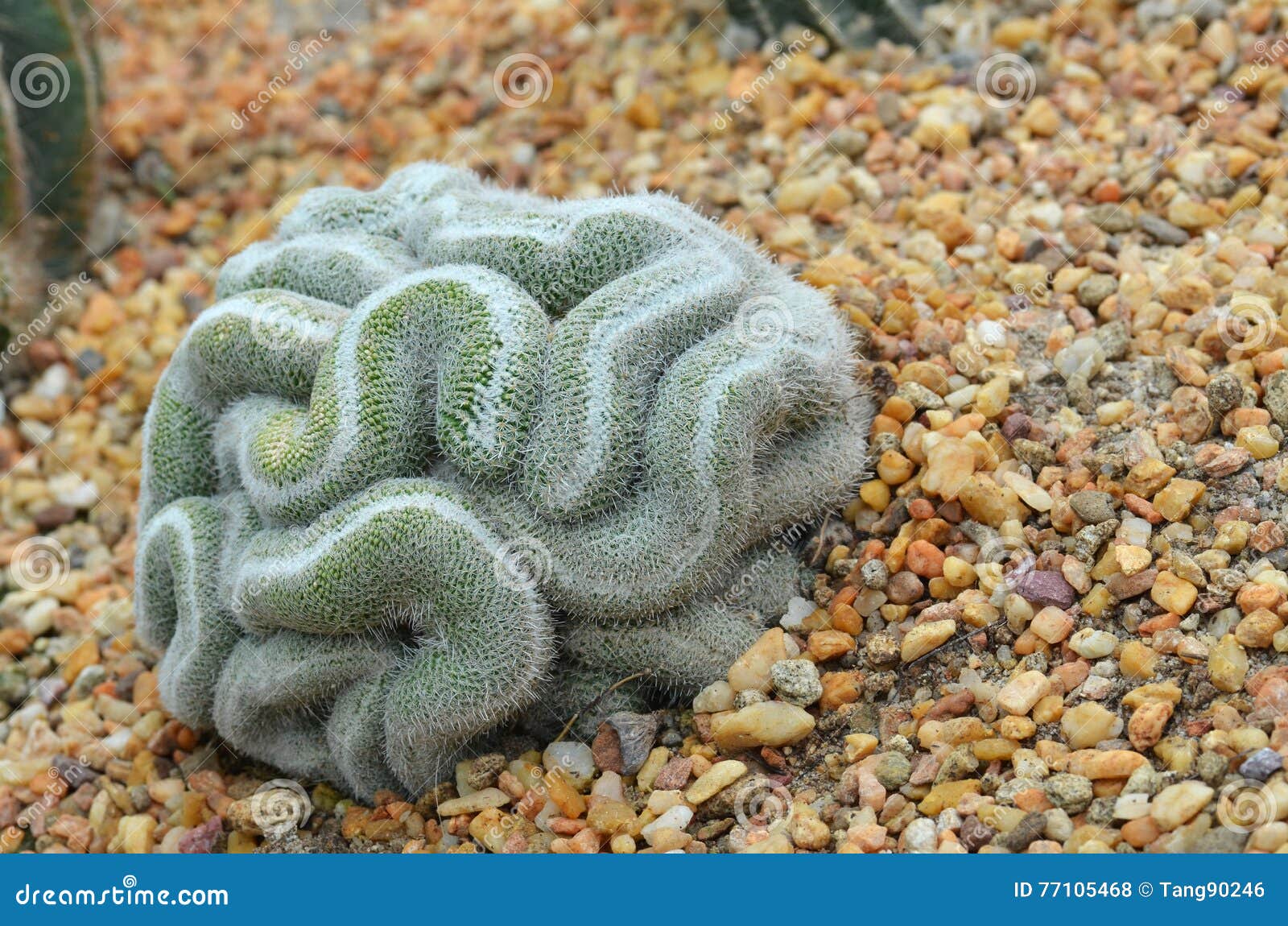 Cactus Verde Que Parece El Cerebro Foto de archivo - Imagen de picar, cactos:  77105468