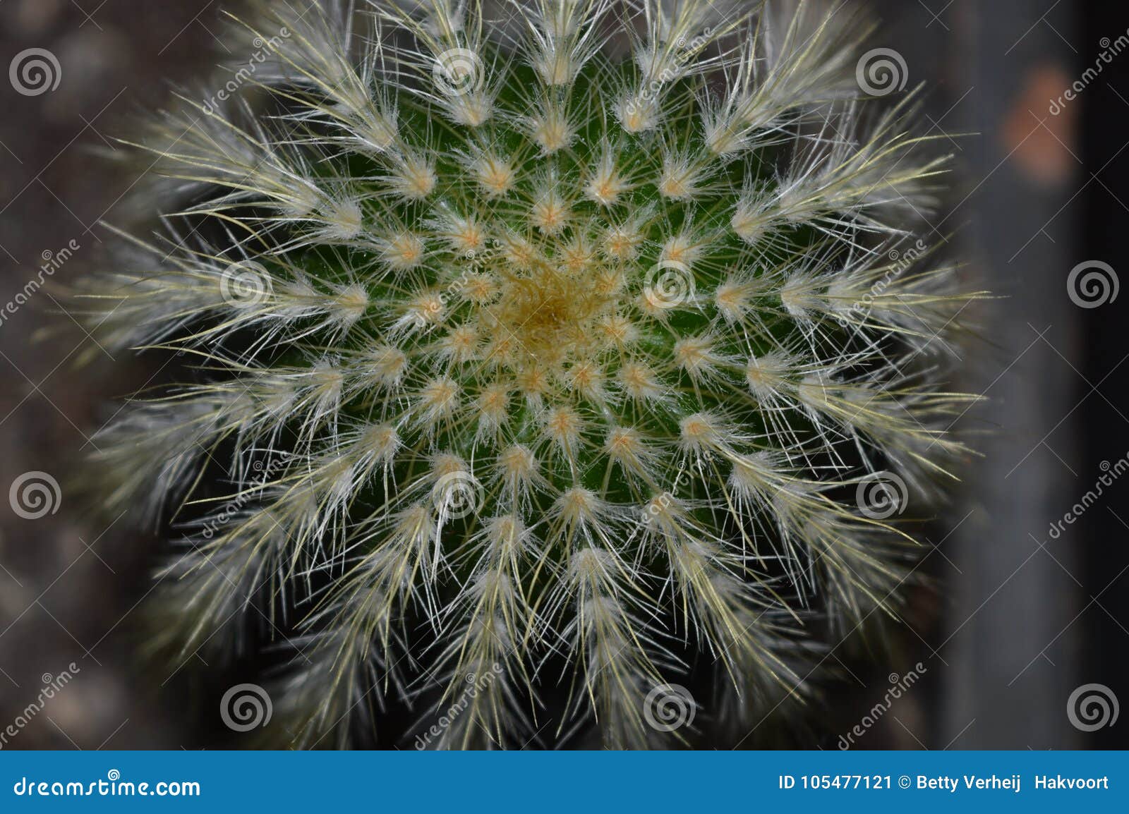 Cactus Visto De Ascendente Arriba Imagen de archivo - Imagen de ...