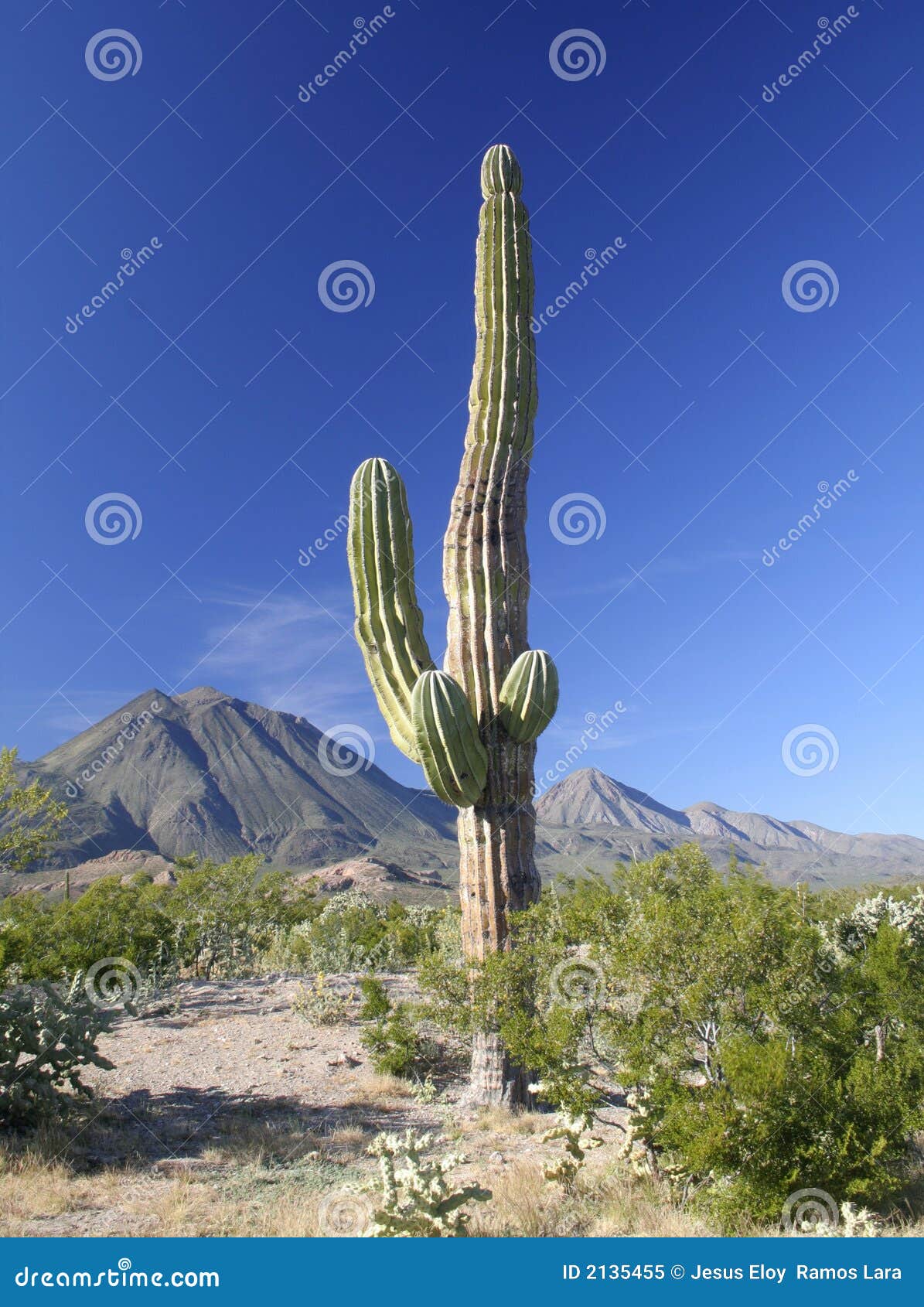 cactus with volcanoes