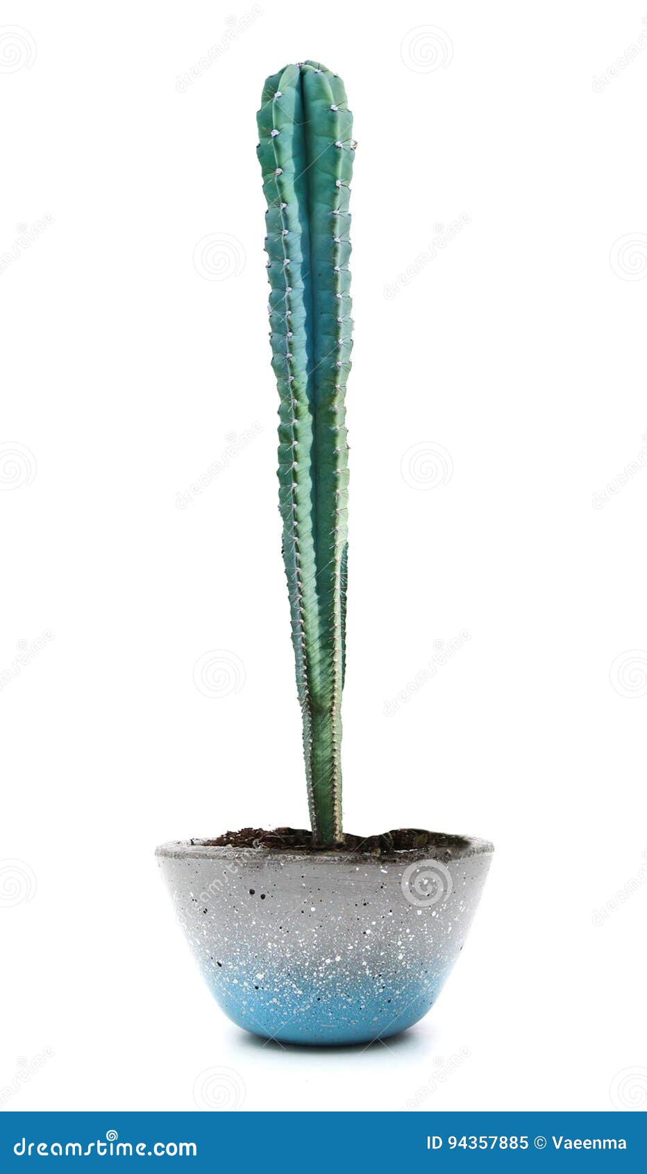 Cactus on white background stock image. Image of plant 94357885