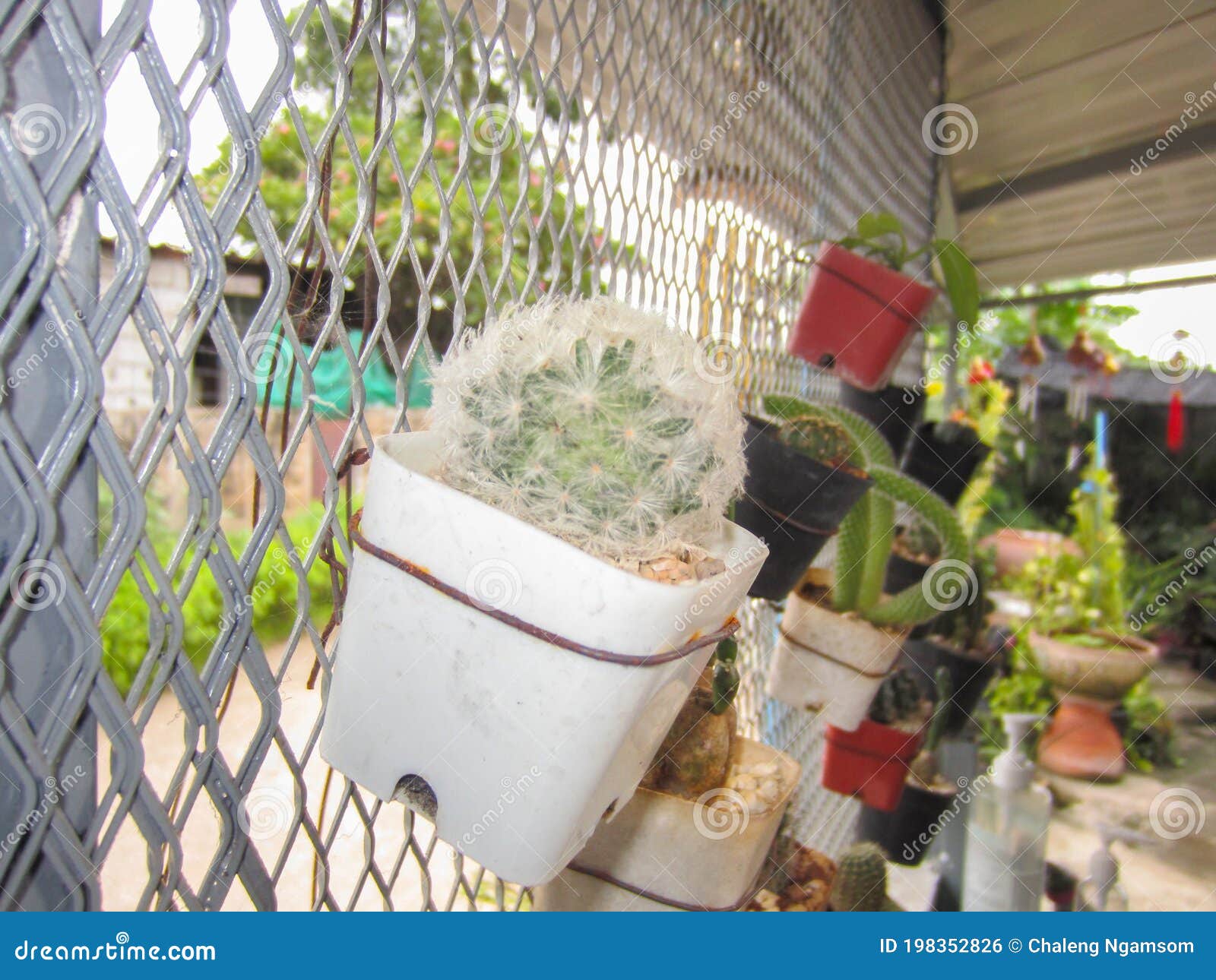 White Cactus Pollen on the Front Fence Stock Photo Image of beautiful