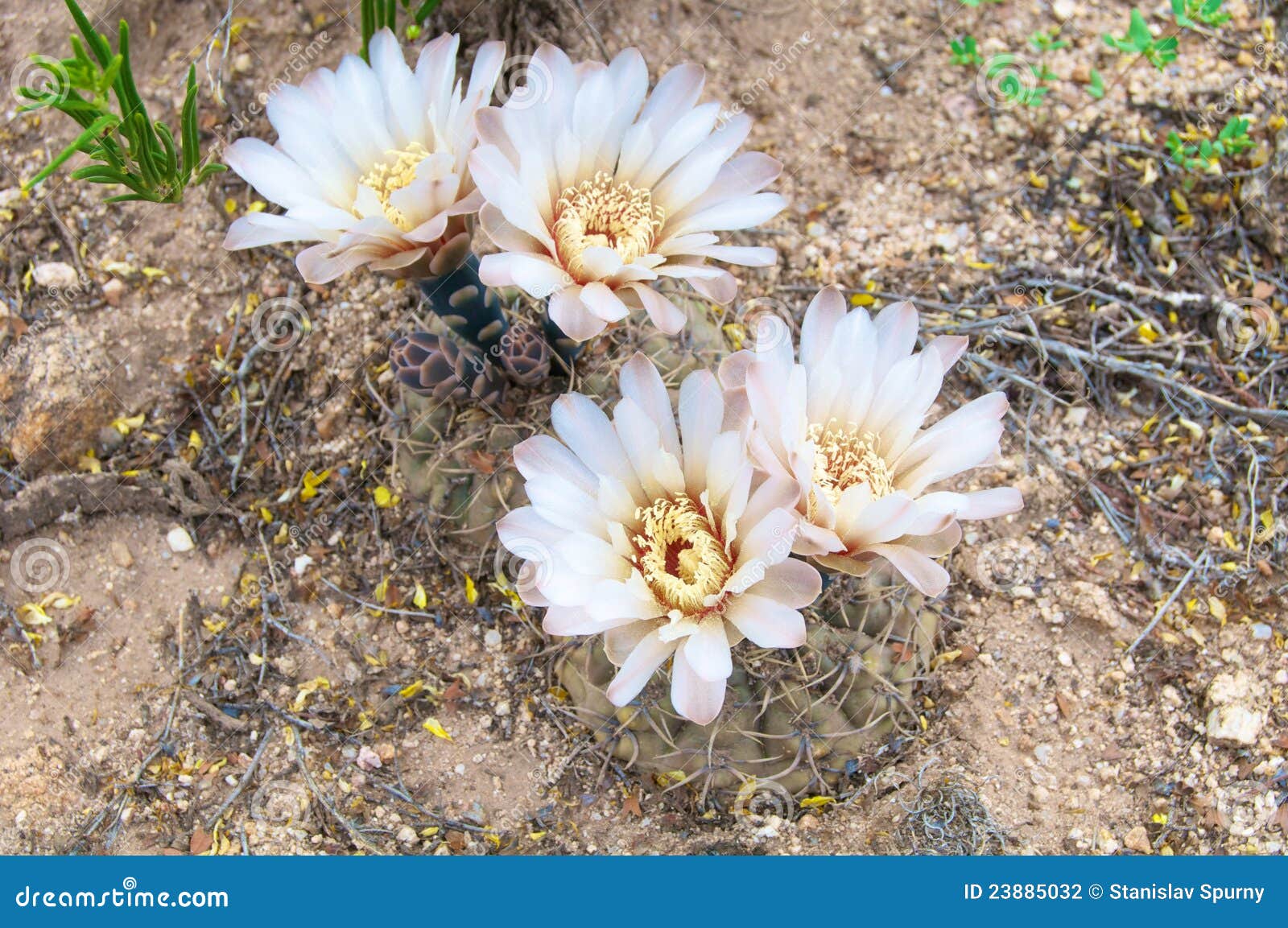 cactus in wildness in america