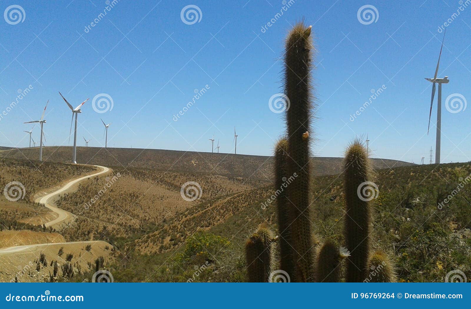 cactus in wind farm
