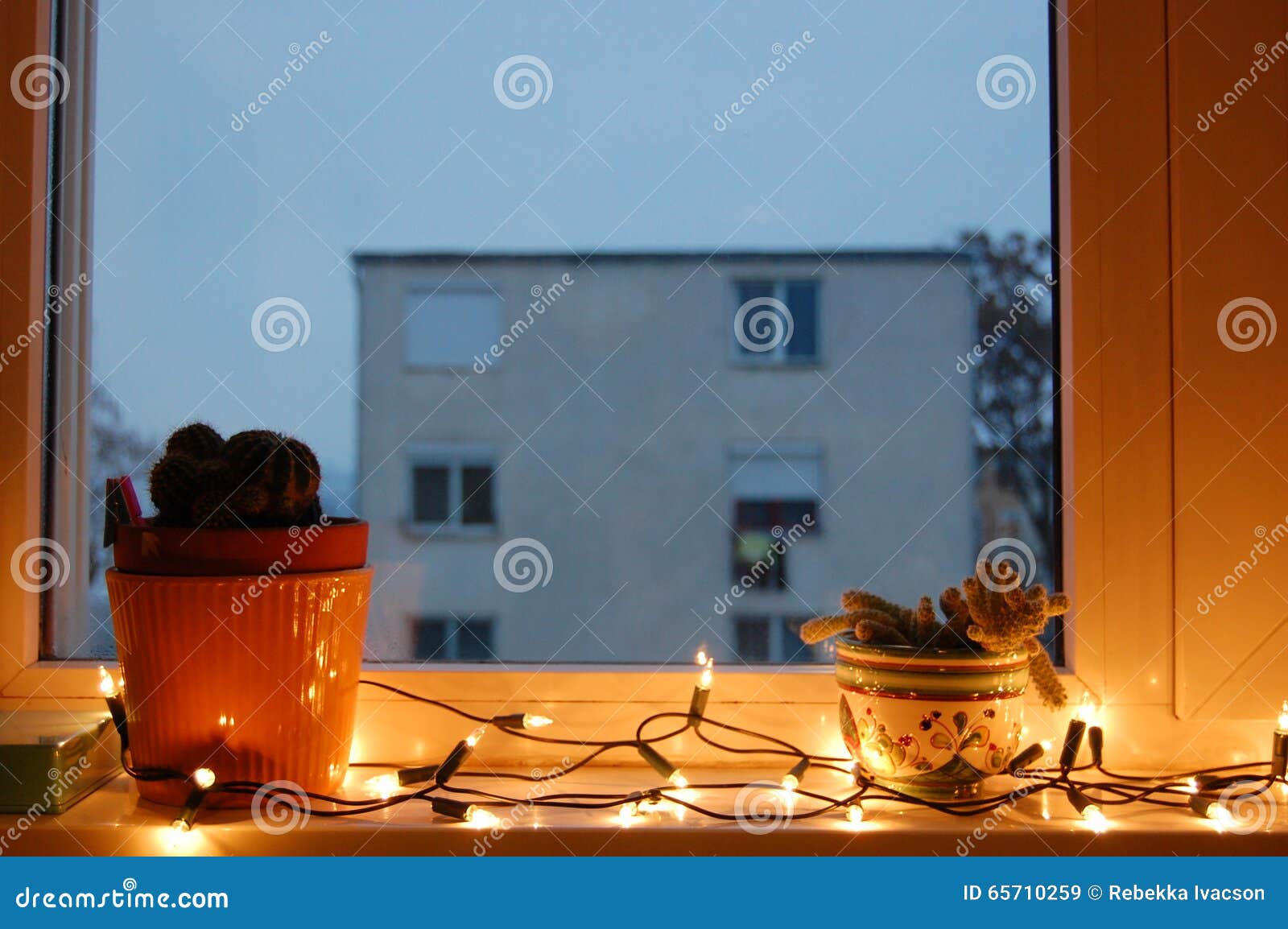 Cactus in the Window with Christmas Lights Stock Image Image of
