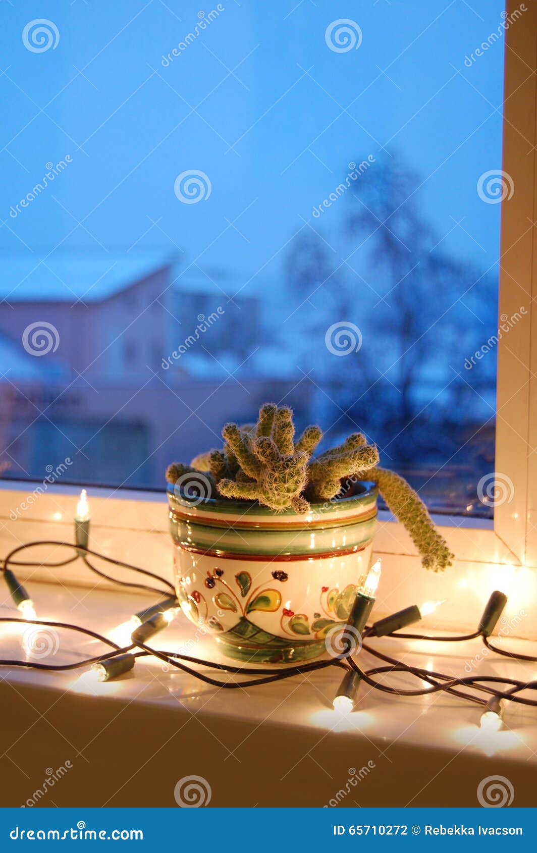 Cactus in the Window with Christmas Lights Stock Photo Image of bulb