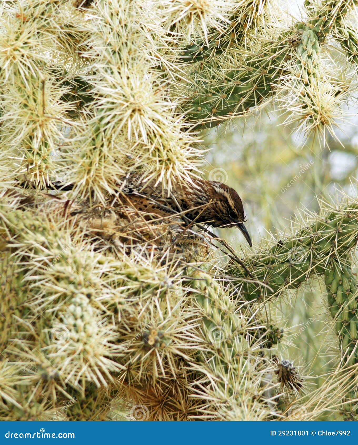Cactus Wren stock image. Image of brown, spines, house 29231801